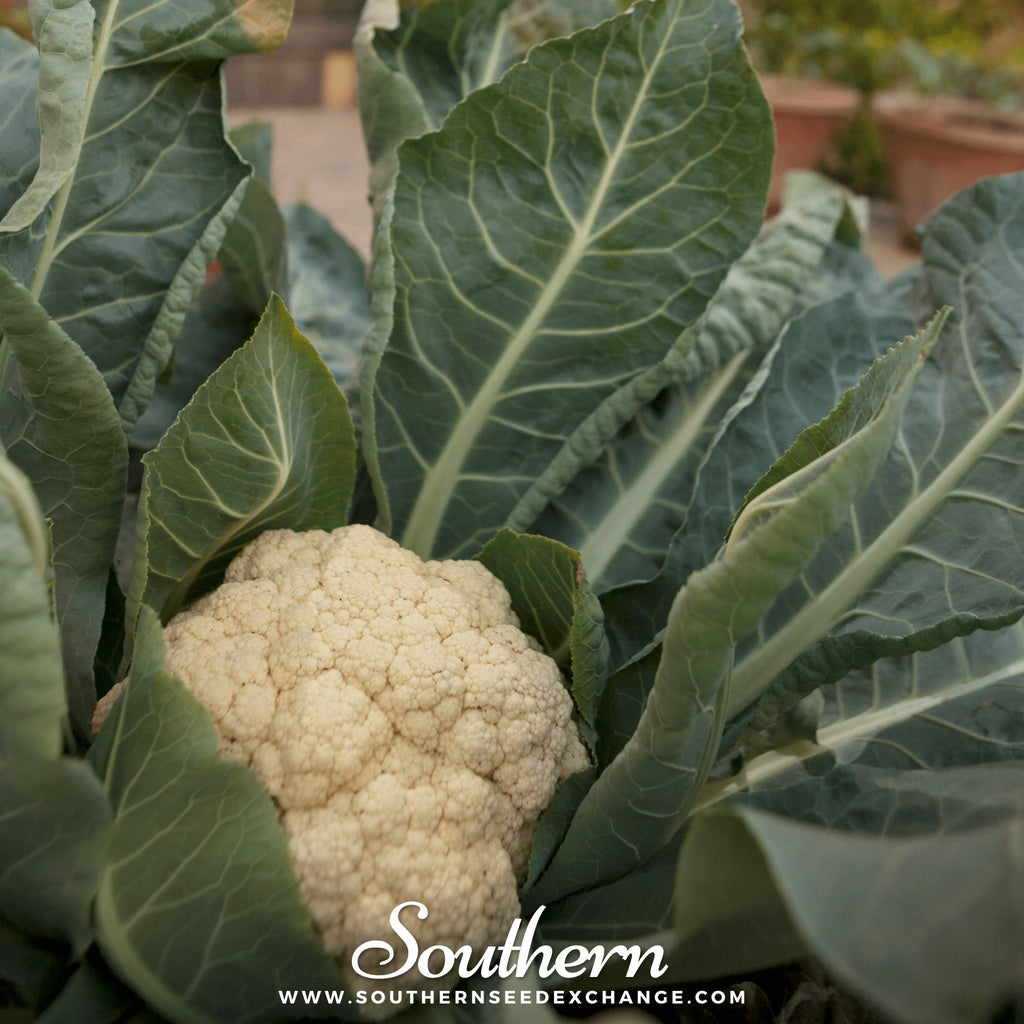 Snowball Y Improved Cauliflower – 200 Seeds | | Wiccan Center