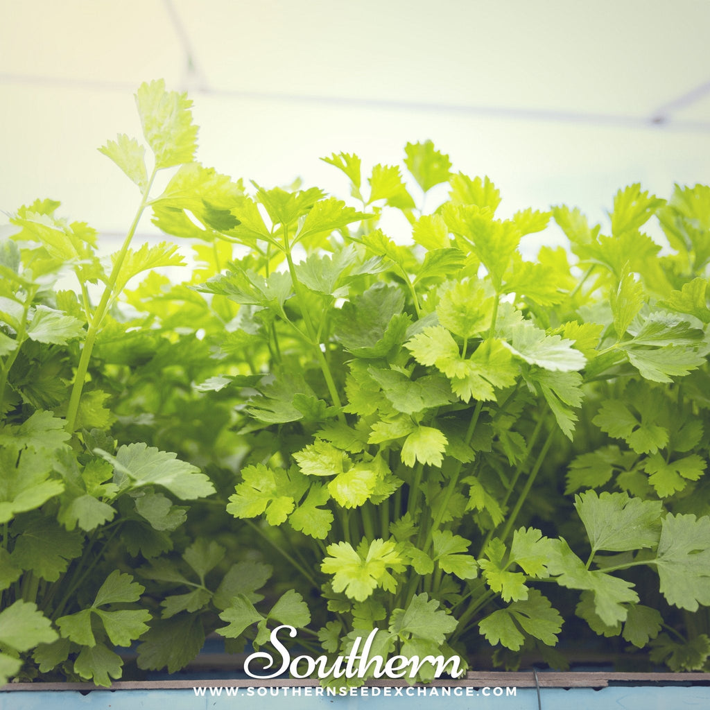 Cutting Celery – 200 Seeds | | Wiccan Center