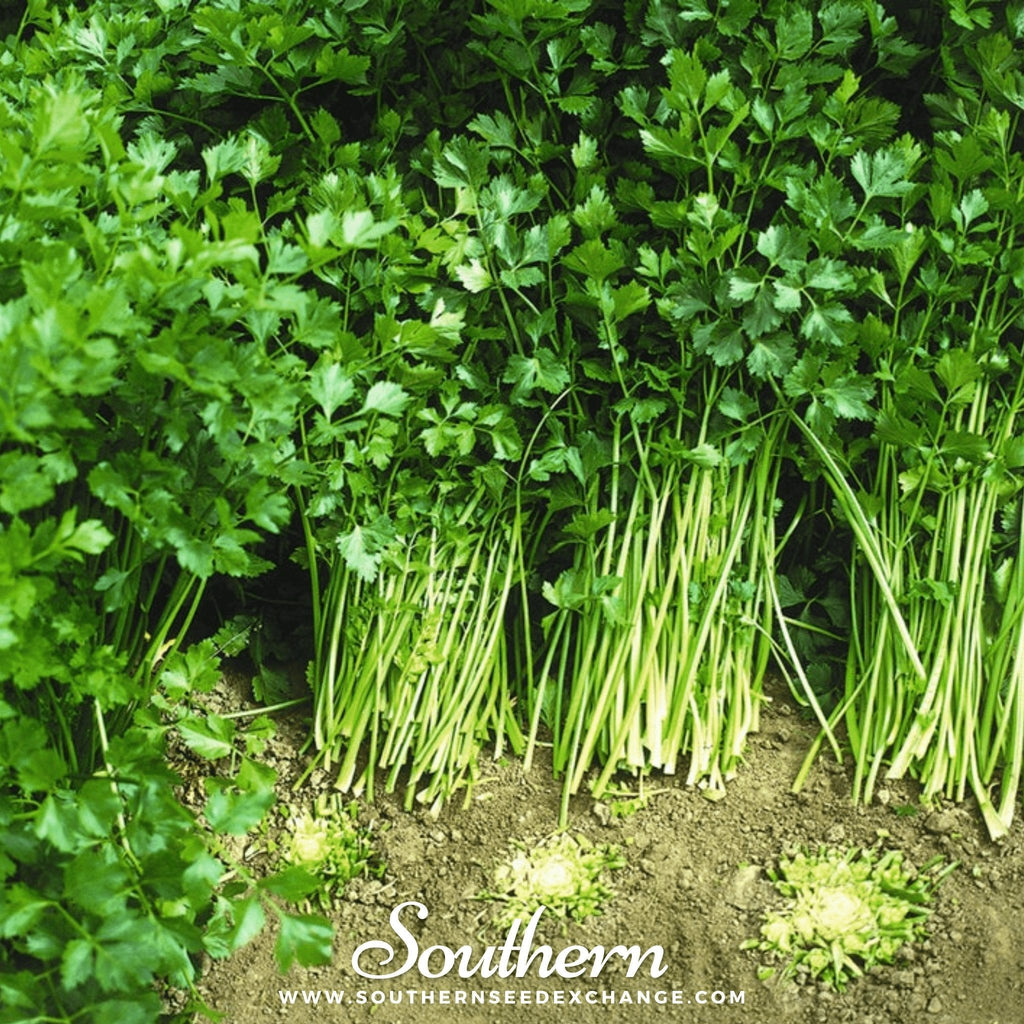Cutting Celery – 200 Seeds | | Wiccan Center
