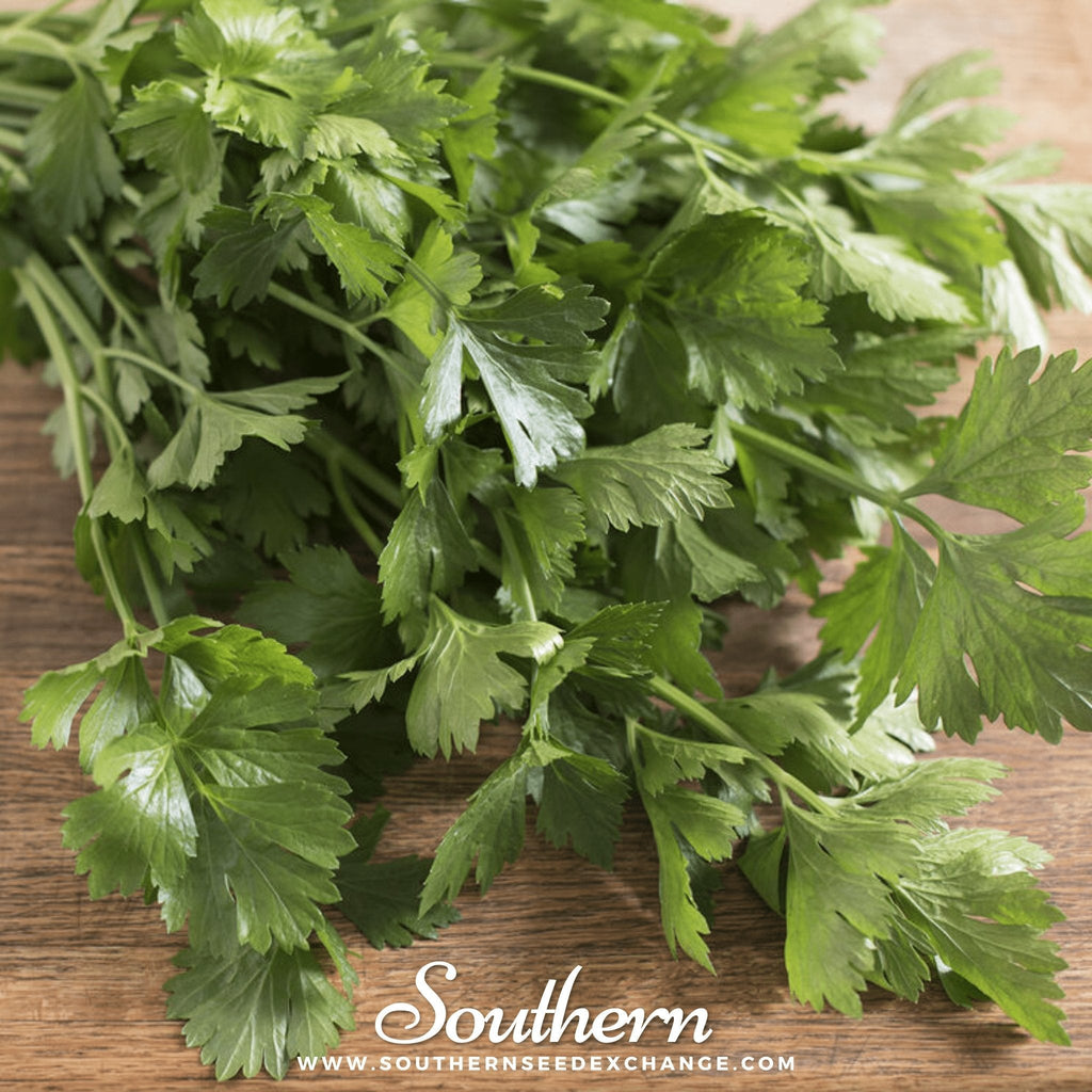 Cutting Celery – 200 Seeds | | Wiccan Center
