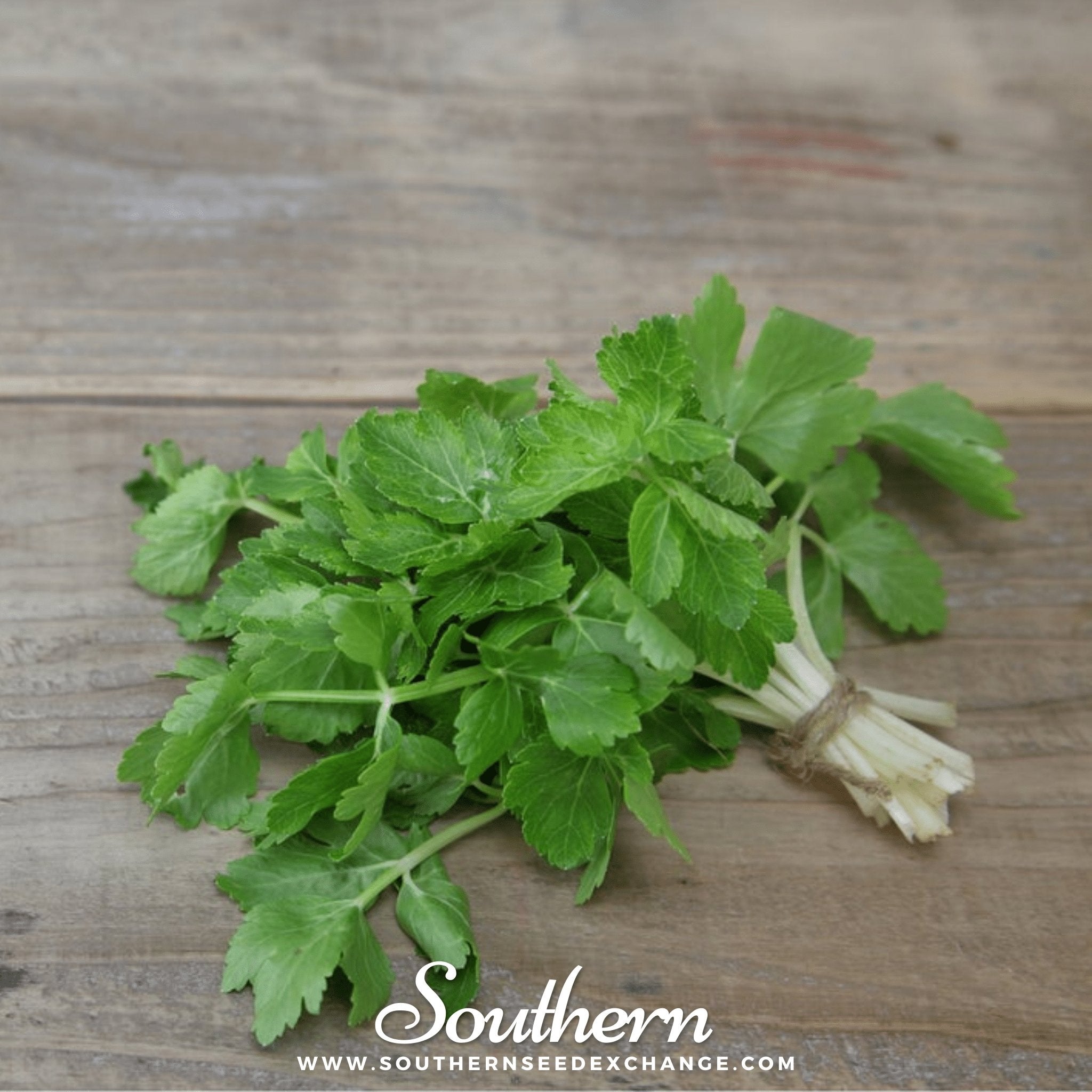 Cutting Celery – 200 Seeds | | Wiccan Center