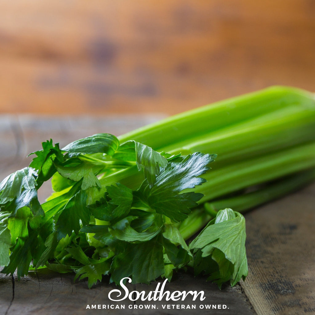Tendercrisp Celery – 300 Seeds | | Wiccan Center