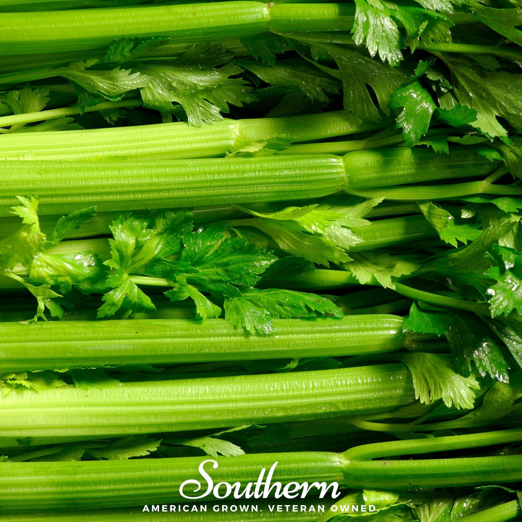 Tendercrisp Celery – 300 Seeds | | Wiccan Center