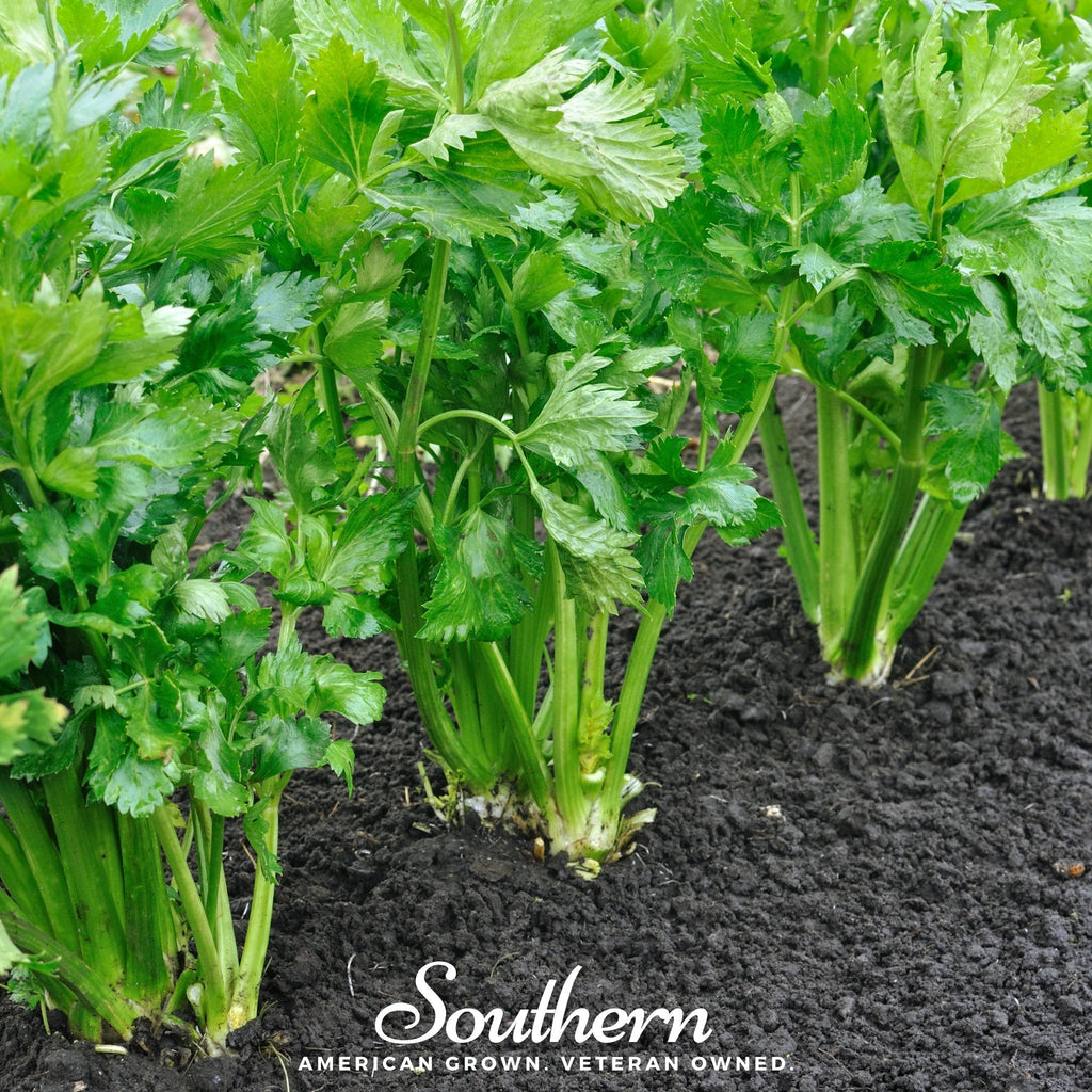 Tendercrisp Celery – 300 Seeds | | Wiccan Center