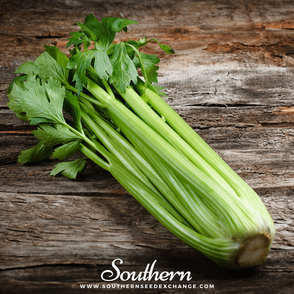 Utah 52-70 Celery – 300 Seeds | | Wiccan Center