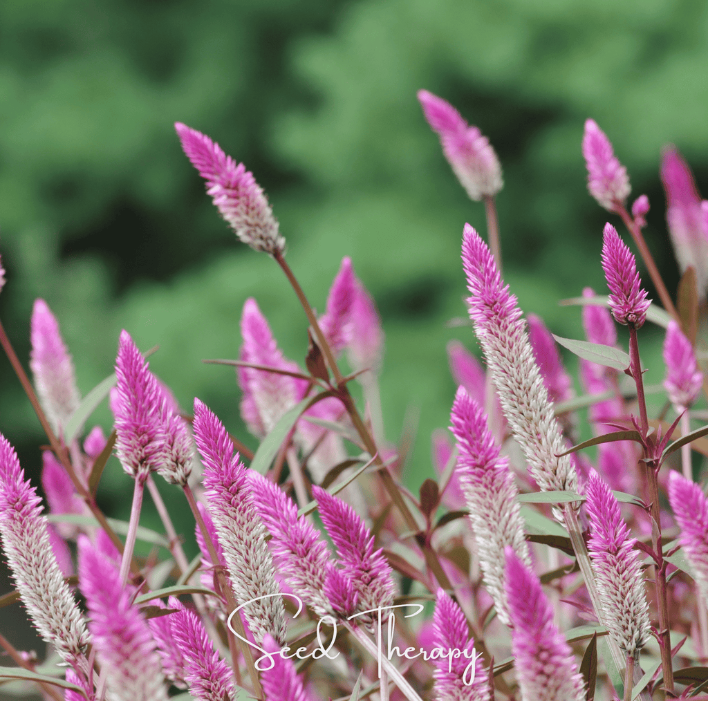 Flamingo Feather Celosia – 40 Seeds | Seeds | Wiccan Center