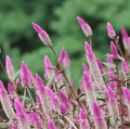 Flamingo Feather Celosia – 40 Seeds | Seeds | Wiccan Center