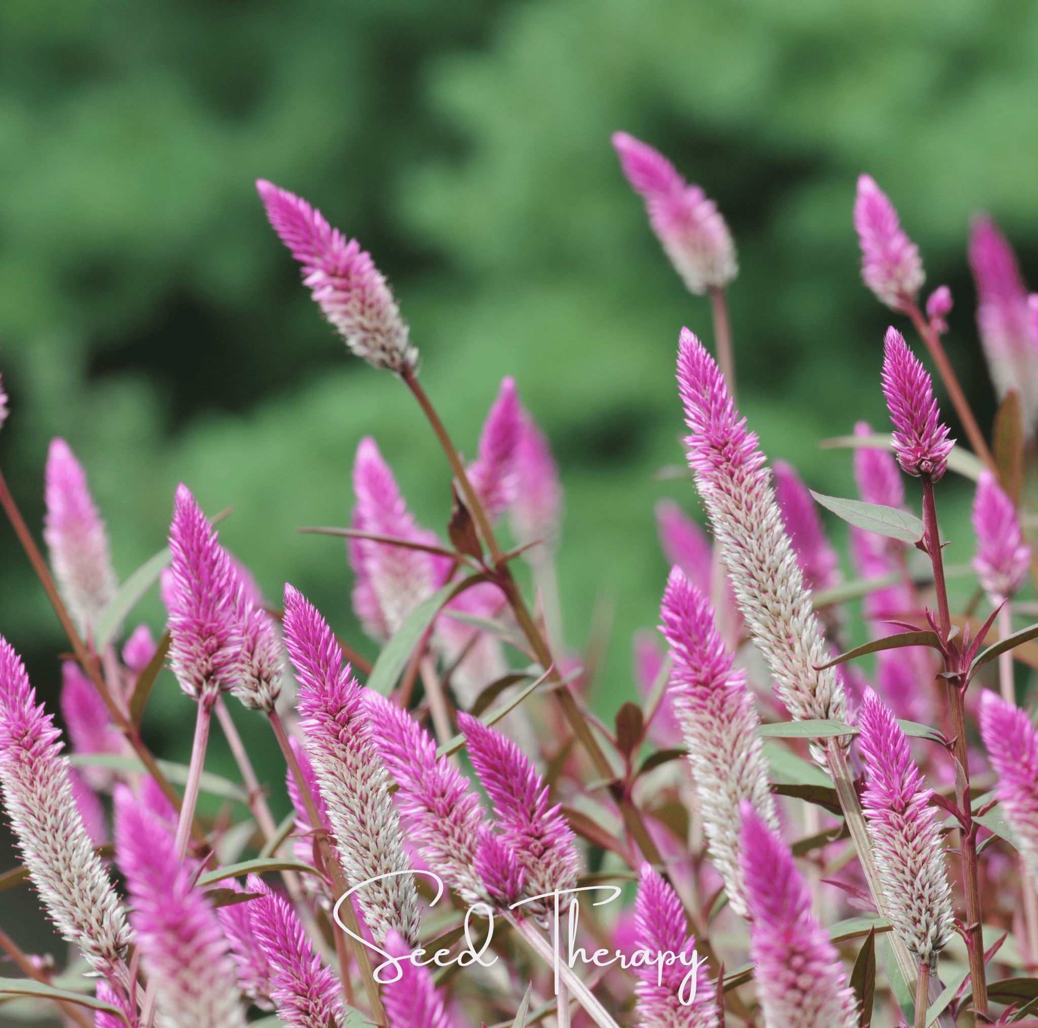Flamingo Feather Celosia – 40 Seeds | Seeds | Wiccan Center