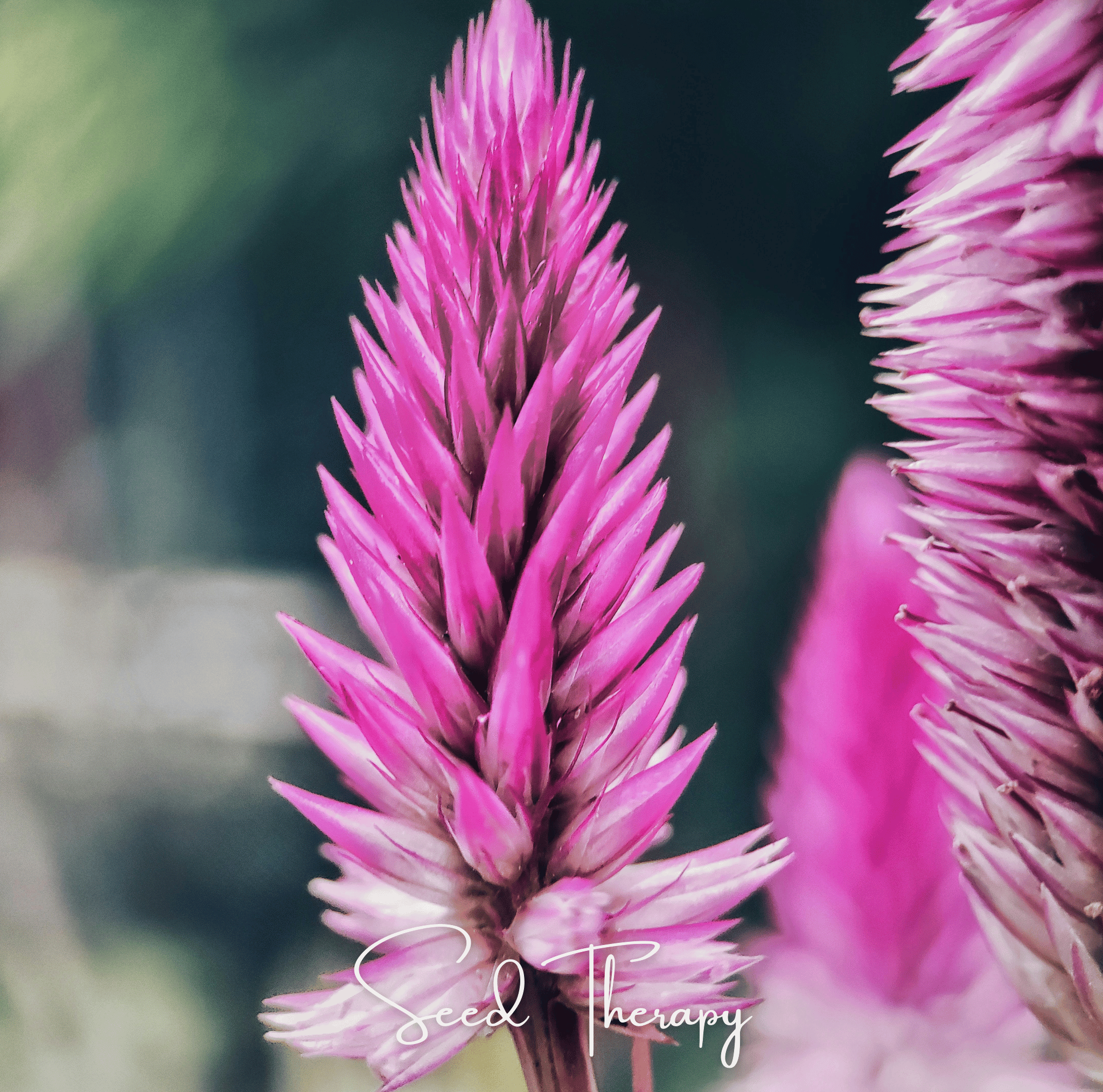 Flamingo Feather Celosia – 40 Seeds | Seeds | Wiccan Center