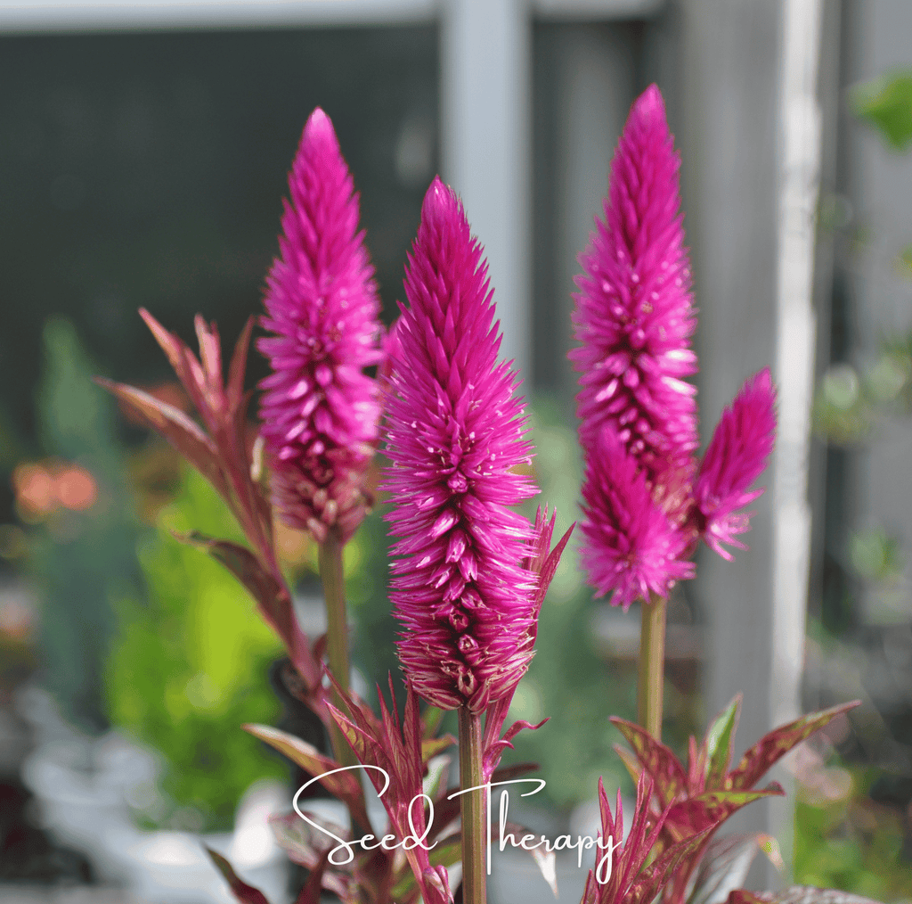 Flamingo Feather Celosia – 40 Seeds | Seeds | Wiccan Center