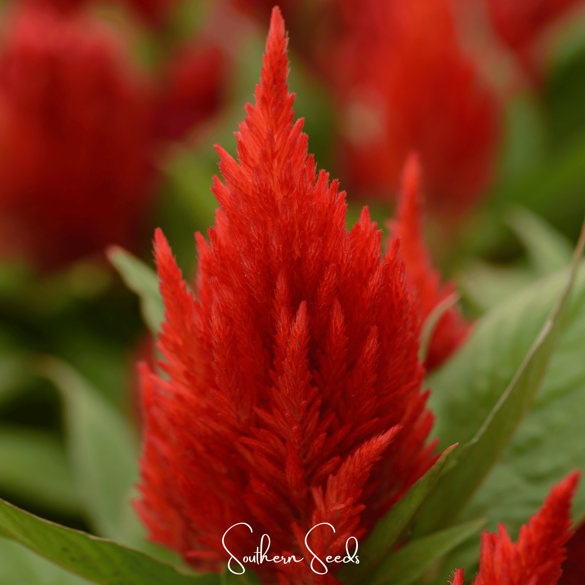 Scarlet Plume Celosia – 100 Seeds | Seeds | Wiccan Center