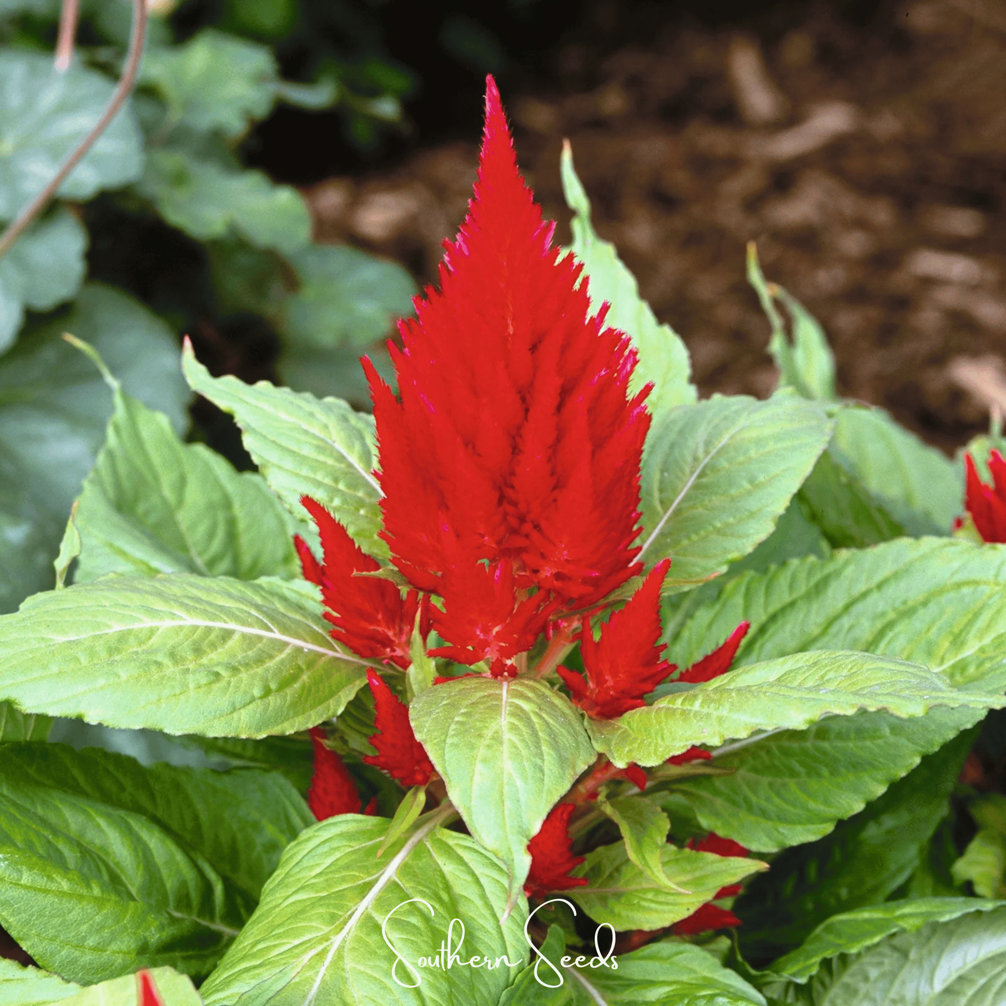 Scarlet Plume Celosia – 100 Seeds | Seeds | Wiccan Center