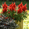 Scarlet Plume Celosia – 100 Seeds | Seeds | Wiccan Center