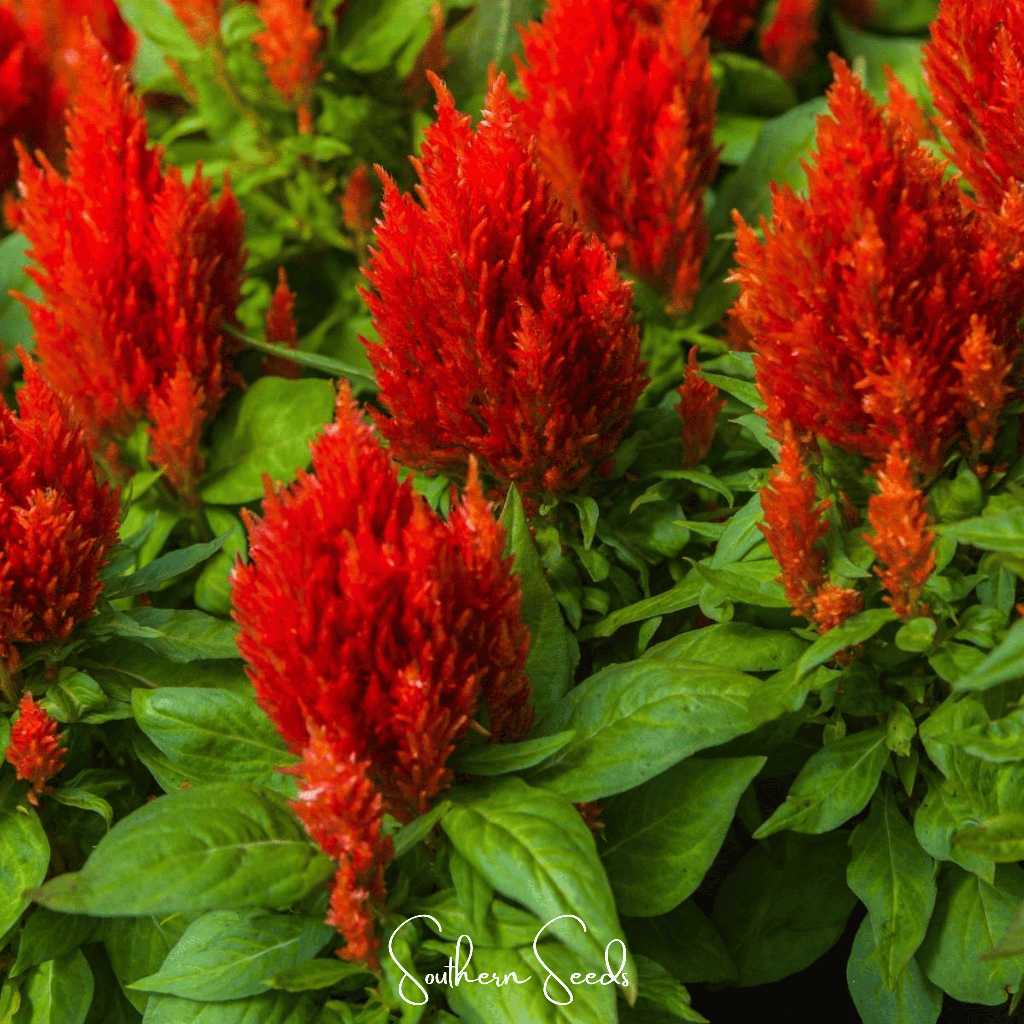 Scarlet Plume Celosia – 100 Seeds | Seeds | Wiccan Center