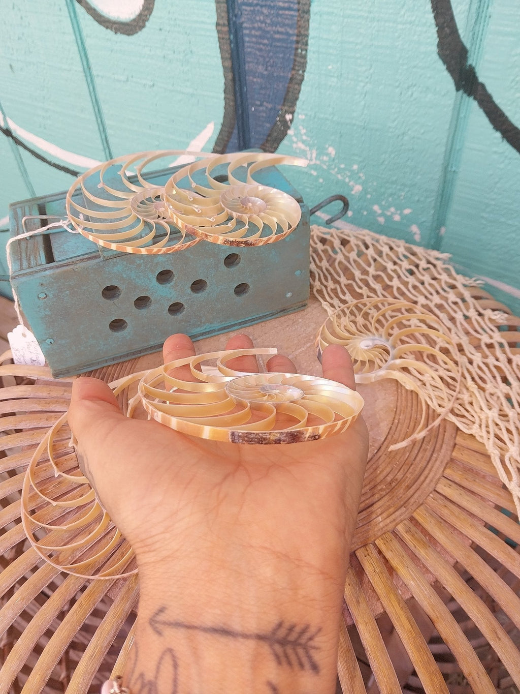 Center Sliced Tiger Nautilus Shells