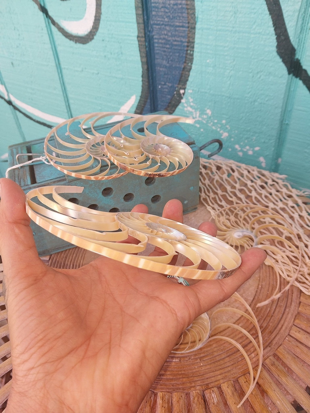 Center Sliced Tiger Nautilus Shells