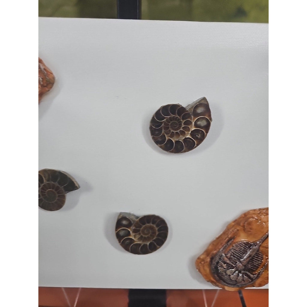 Ammonite Fossil Polished Art | Fossils & Rare Specimens | Wiccan Center