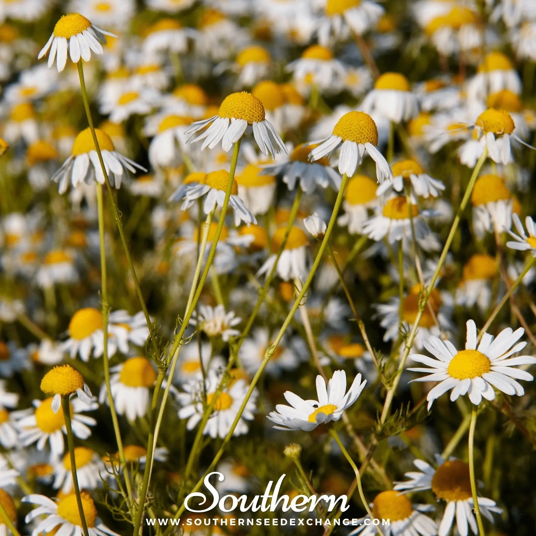 German Chamomile – 200 Seeds | | Wiccan Center