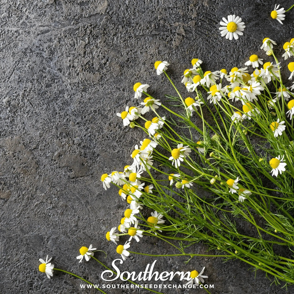 German Chamomile – 200 Seeds | | Wiccan Center