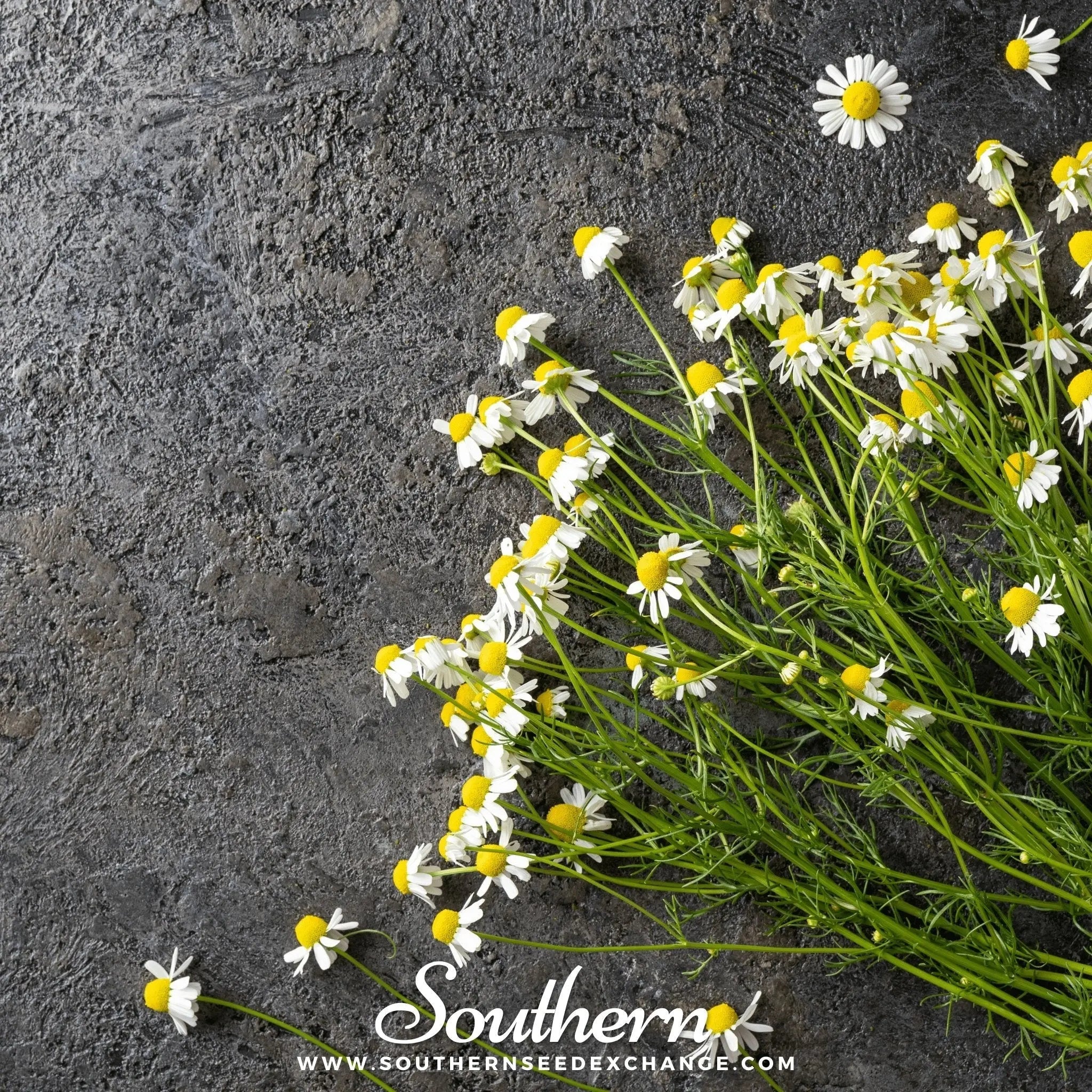 German Chamomile – 200 Seeds | | Wiccan Center