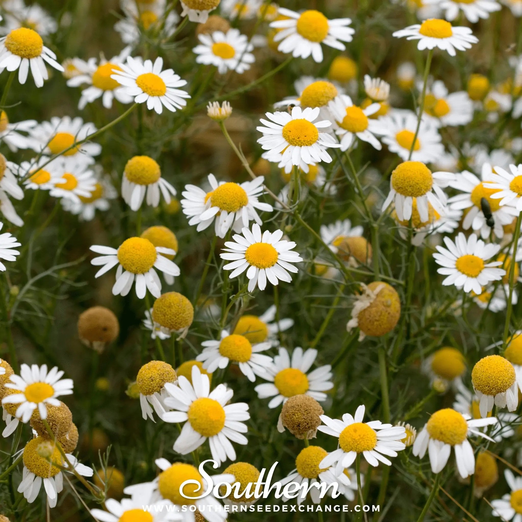 German Chamomile – 200 Seeds | | Wiccan Center