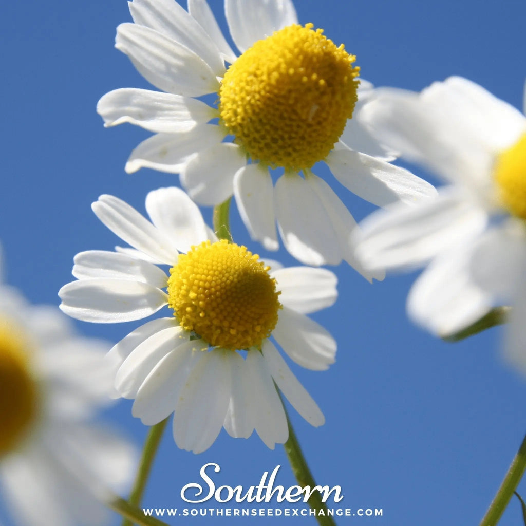 German Chamomile – 200 Seeds | | Wiccan Center