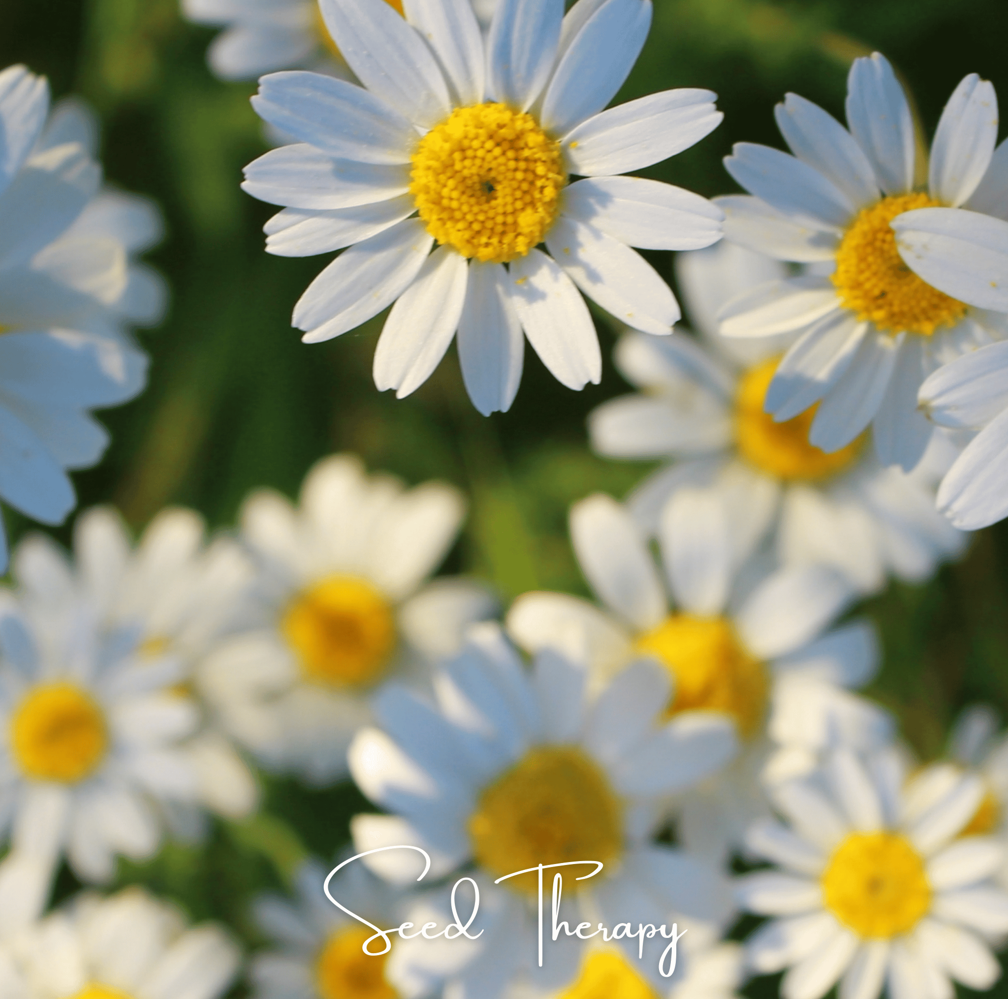Roman Chamomile – 300 Seeds | | Wiccan Center