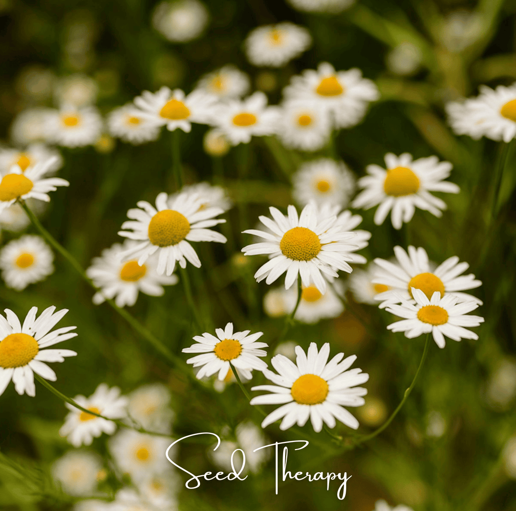 Roman Chamomile – 300 Seeds | | Wiccan Center