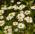 Roman Chamomile – 300 Seeds | | Wiccan Center