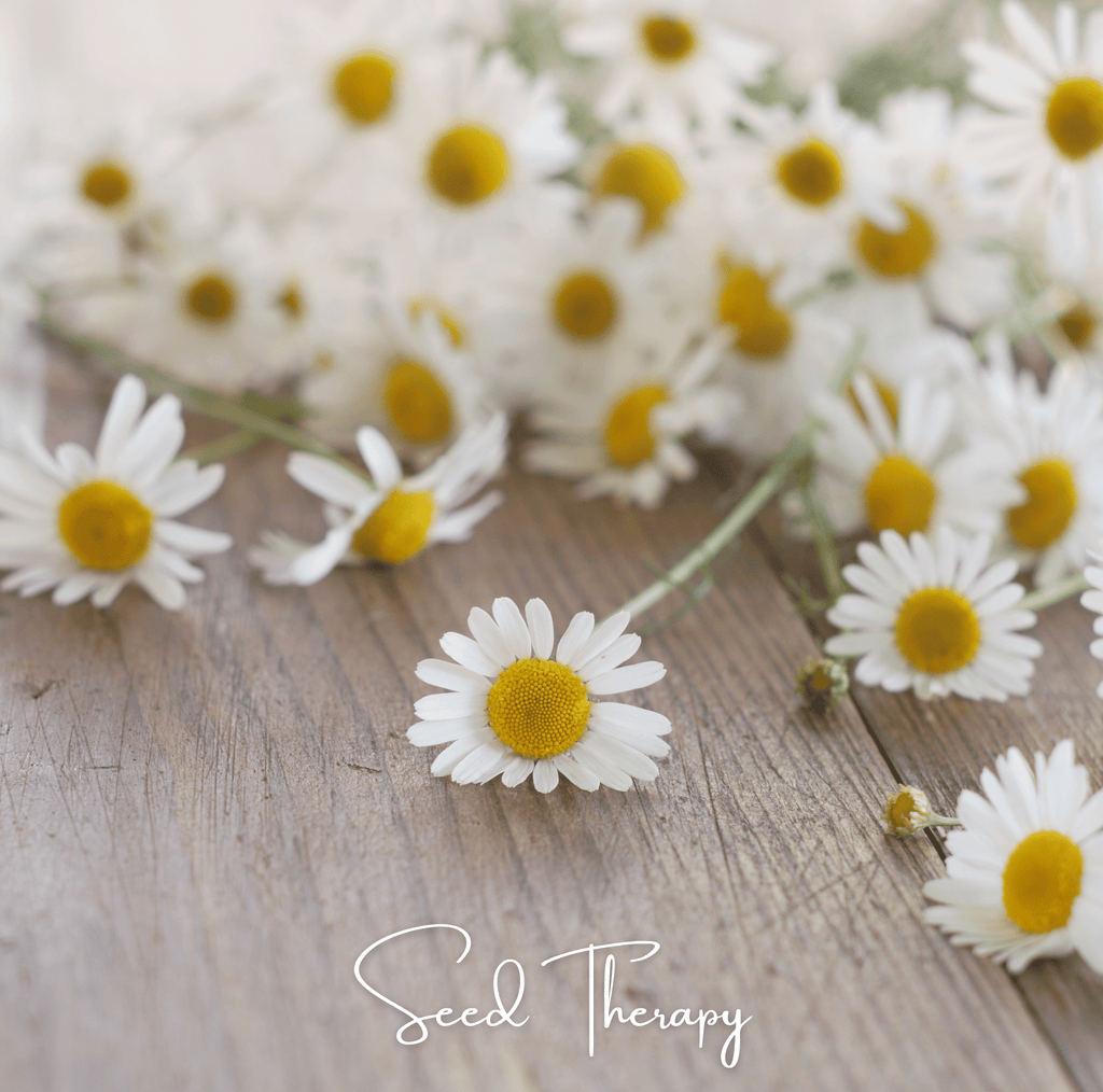 Roman Chamomile – 300 Seeds | | Wiccan Center