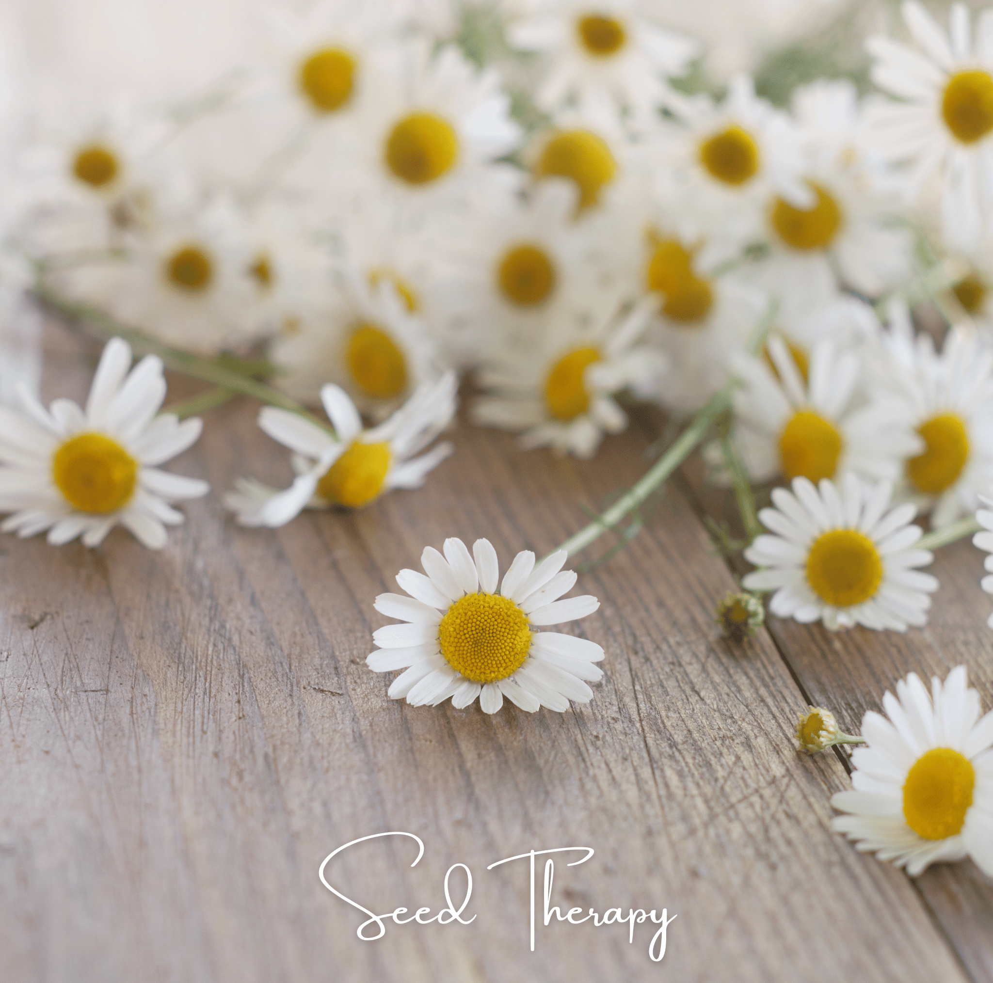 Roman Chamomile – 300 Seeds | | Wiccan Center