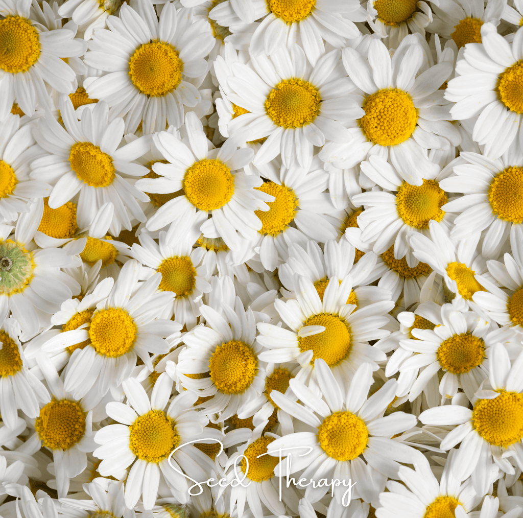 Roman Chamomile – 300 Seeds | | Wiccan Center