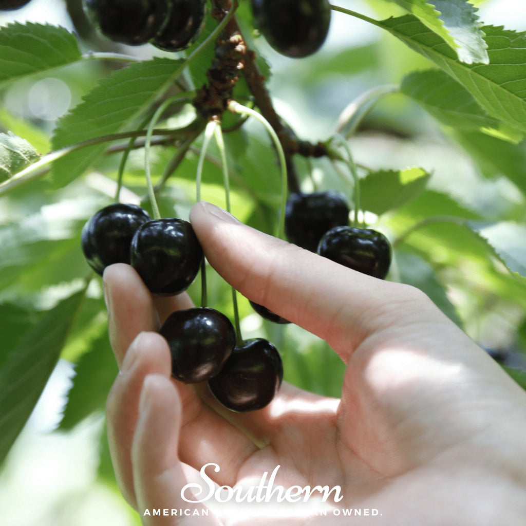 Black Cherry – 15 Seeds | | Wiccan Center