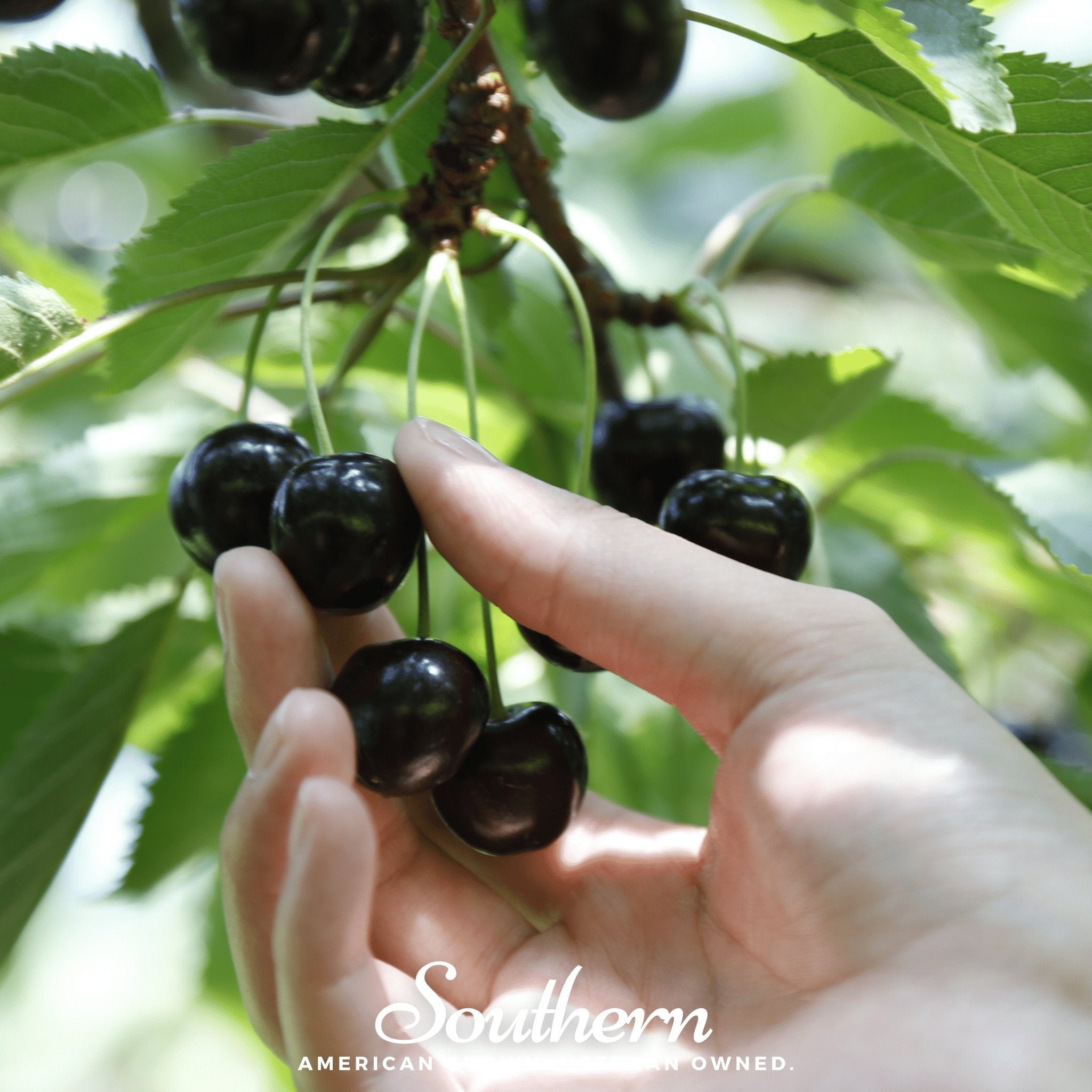 Black Cherry – 15 Seeds | | Wiccan Center