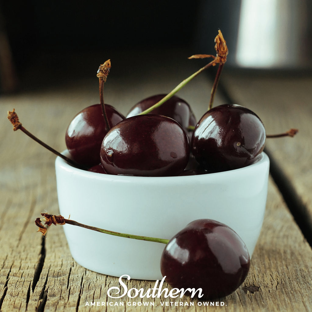 Black Cherry – 15 Seeds | | Wiccan Center