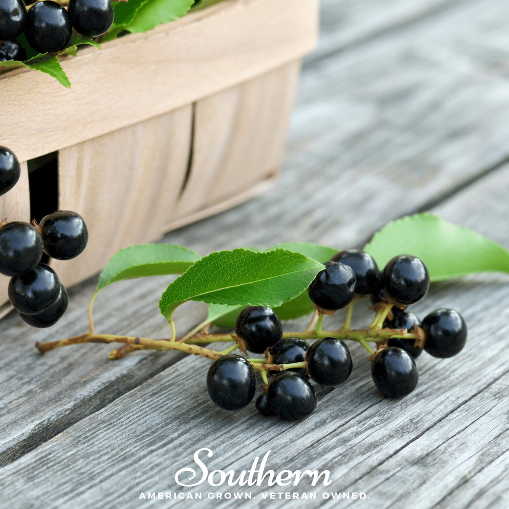 Black Cherry – 15 Seeds | | Wiccan Center
