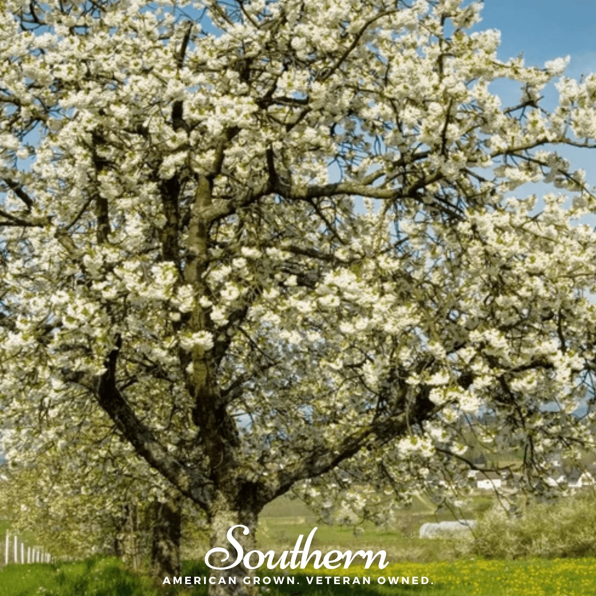 Black Cherry – 15 Seeds | | Wiccan Center