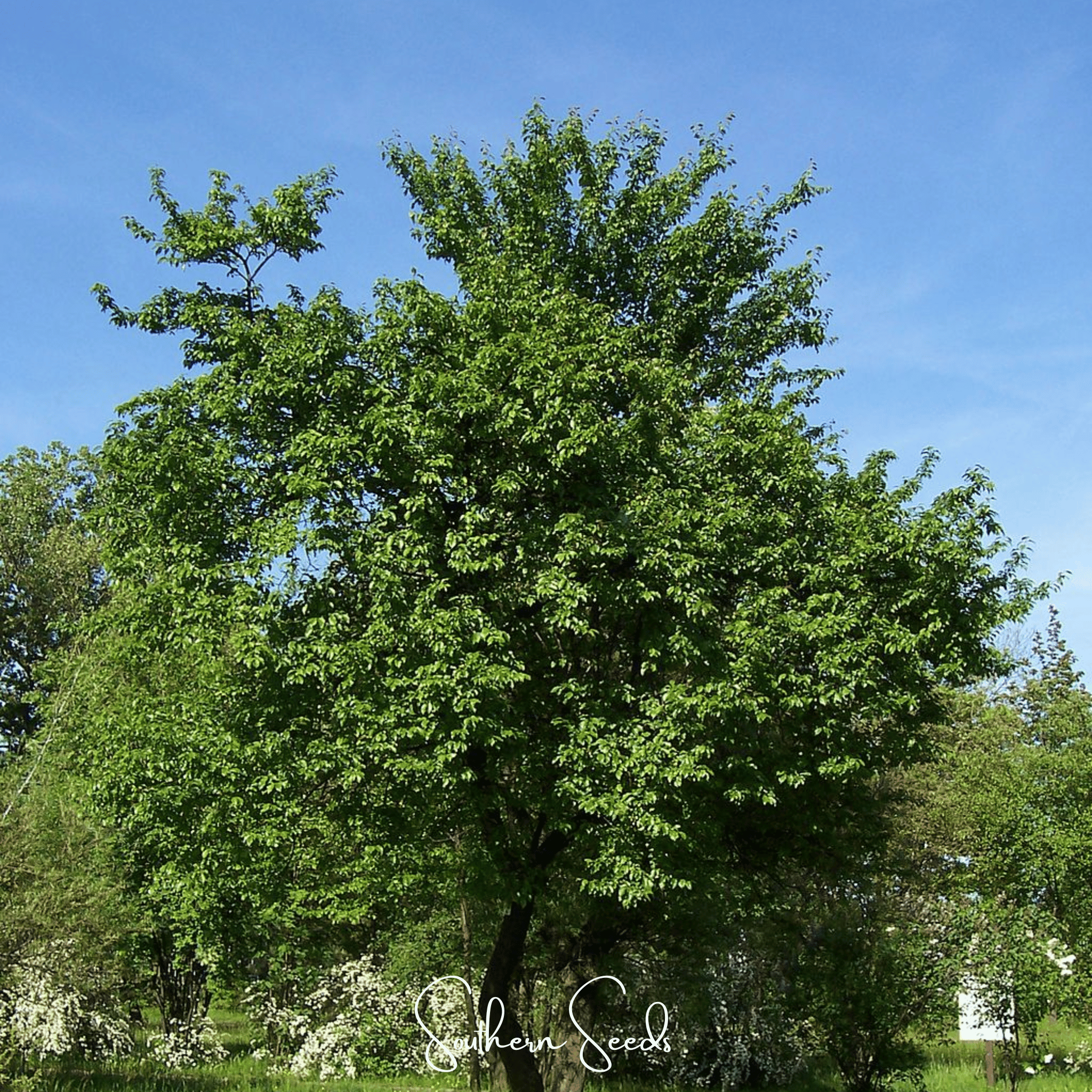 Cherry Plum – 5 Seeds | Seeds | Wiccan Center