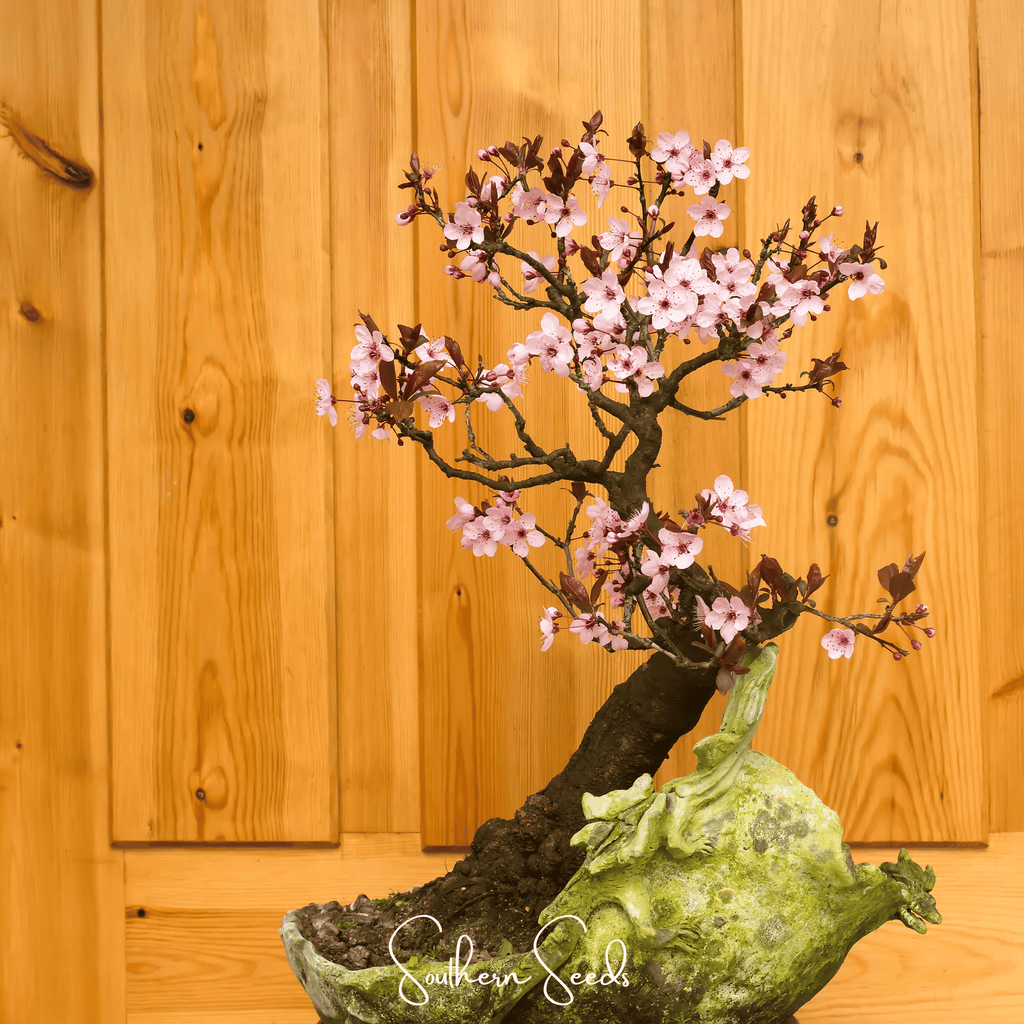 Cherry Plum – 5 Seeds | Seeds | Wiccan Center