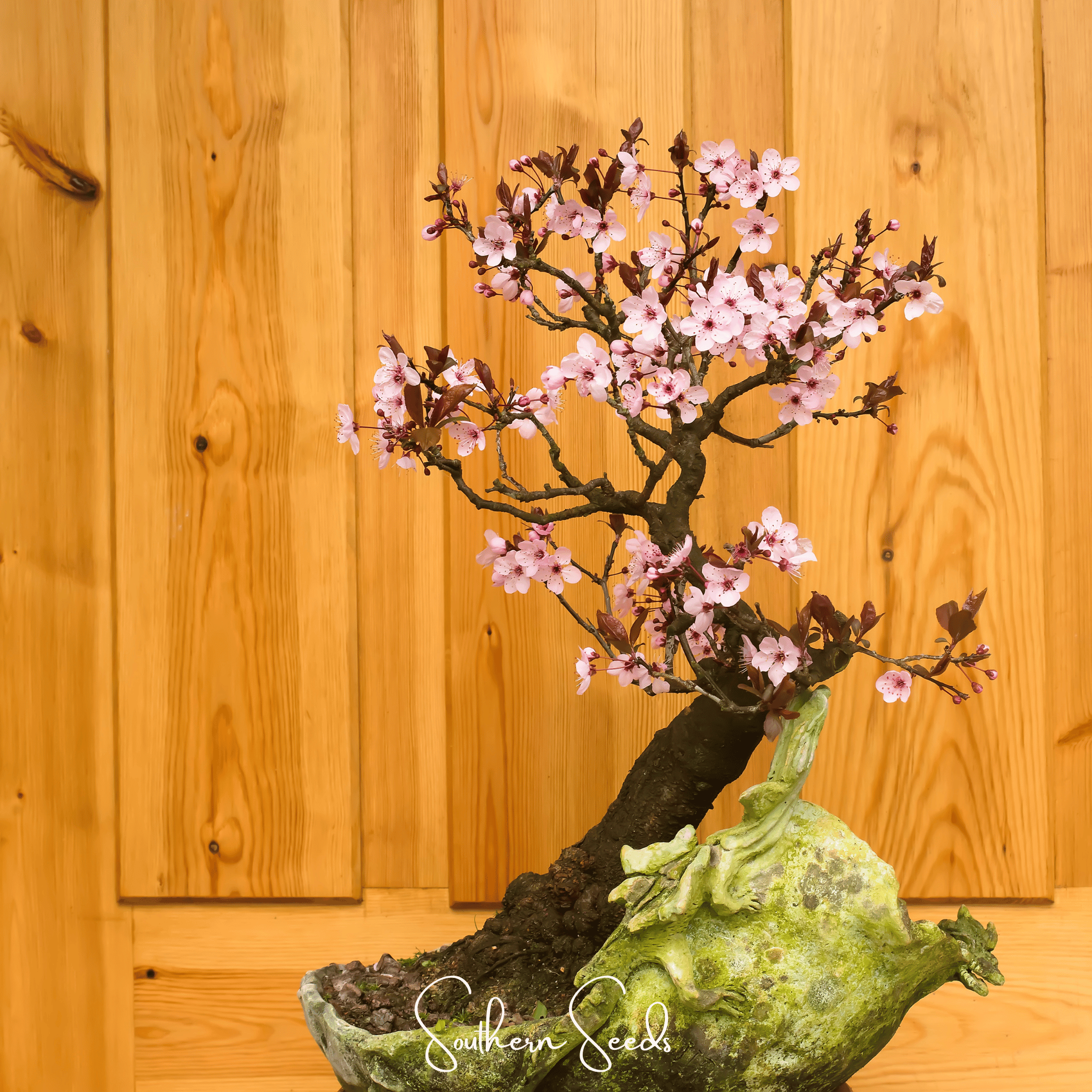 Cherry Plum – 5 Seeds | Seeds | Wiccan Center
