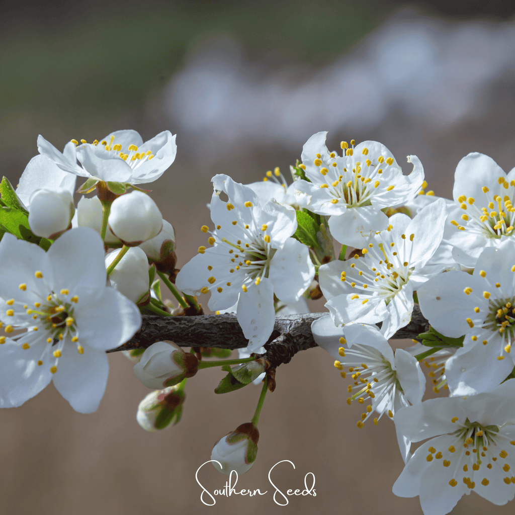 Cherry Plum – 5 Seeds | Seeds | Wiccan Center