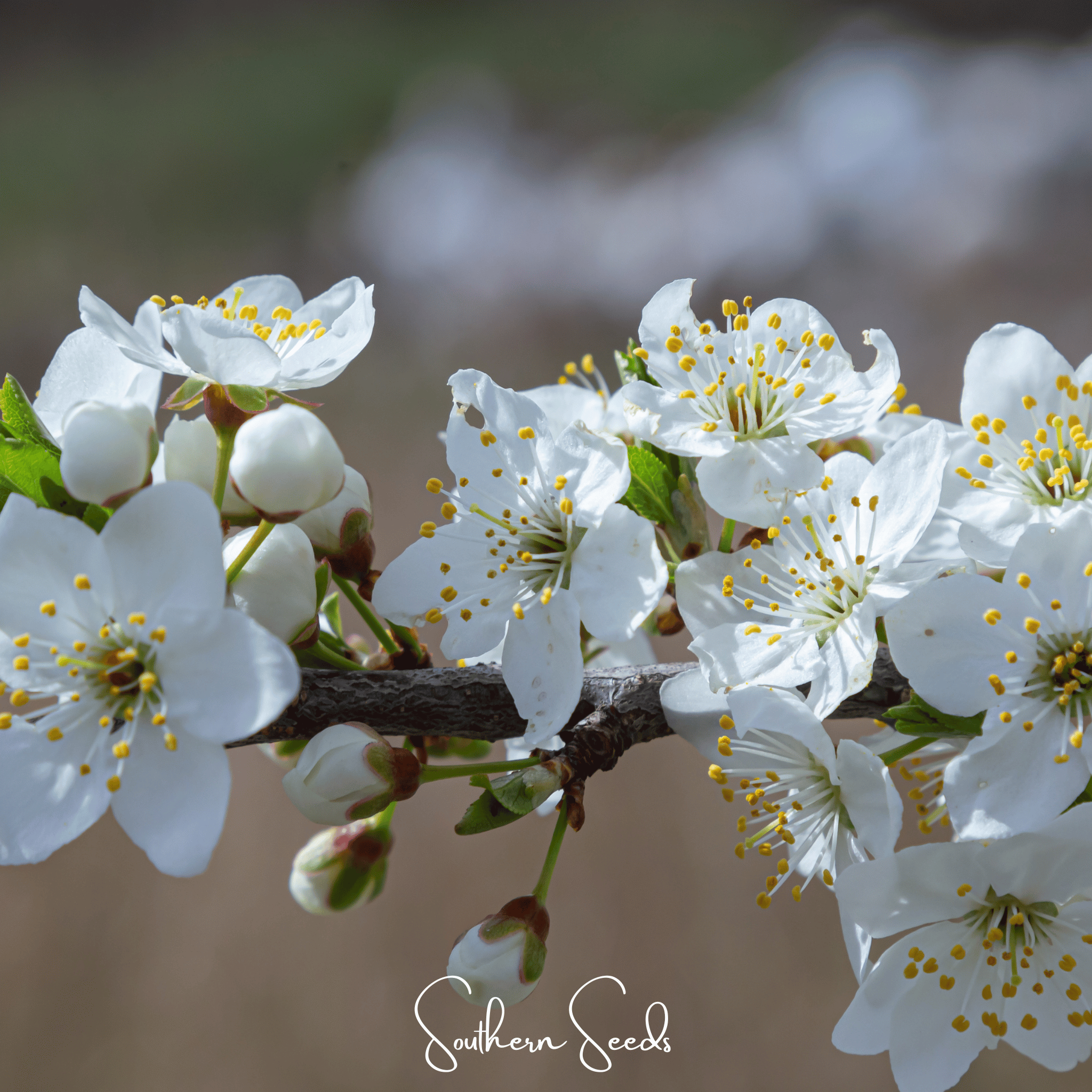 Cherry Plum – 5 Seeds | Seeds | Wiccan Center