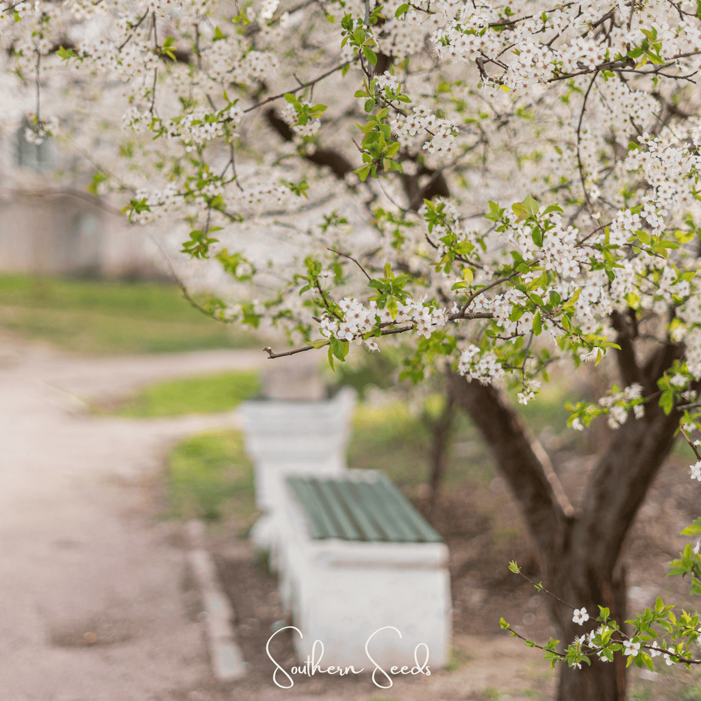 Cherry Plum – 5 Seeds | Seeds | Wiccan Center