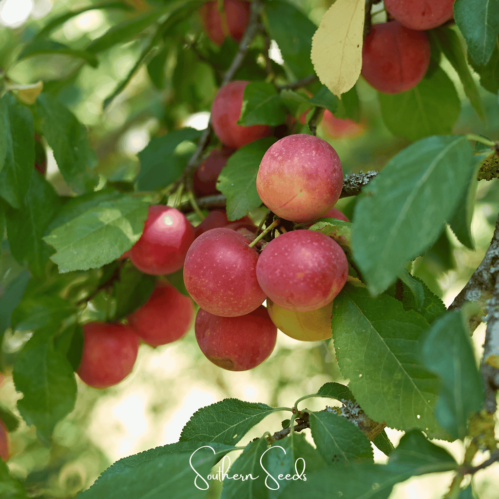 Cherry Plum – 5 Seeds | Seeds | Wiccan Center