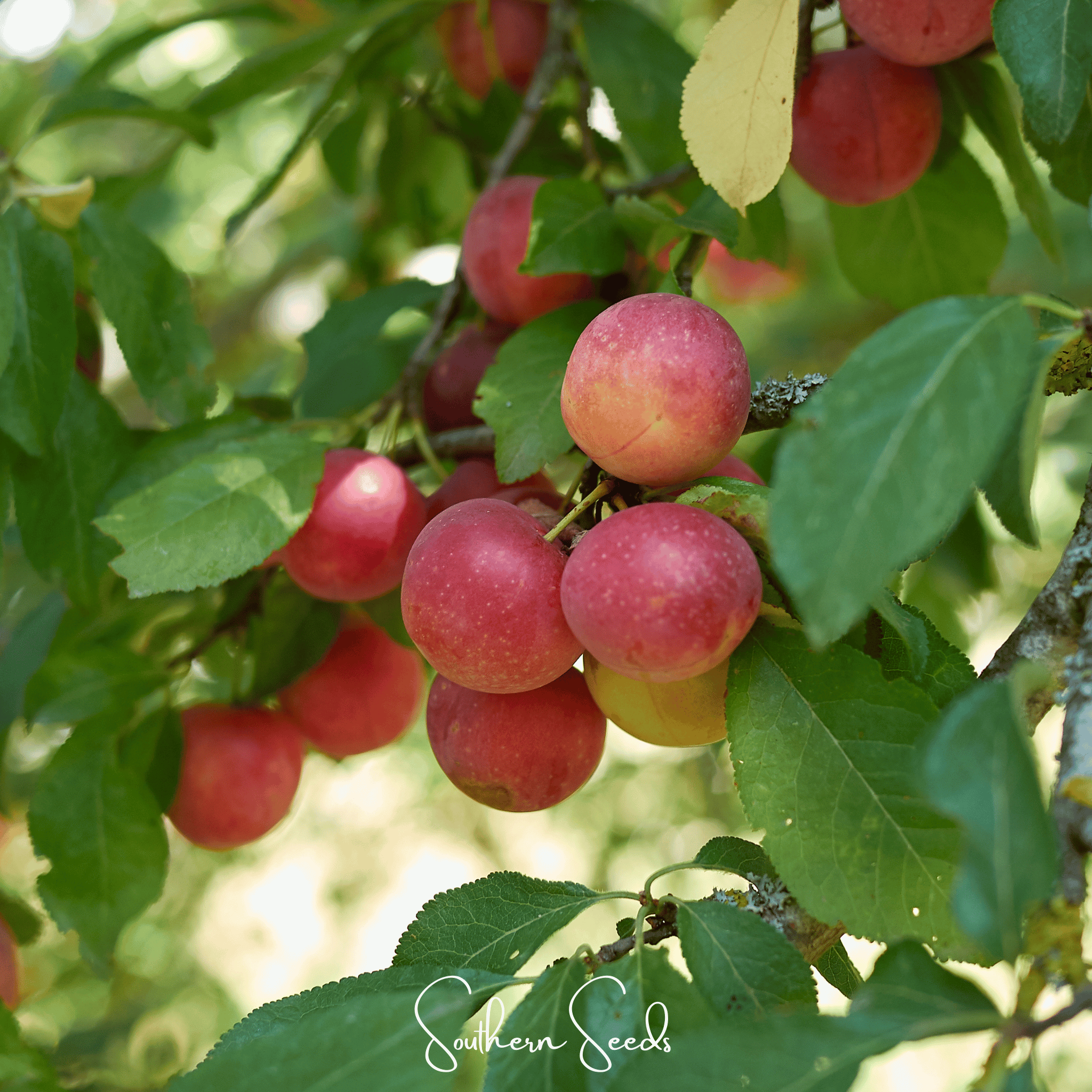 Cherry Plum – 5 Seeds | Seeds | Wiccan Center