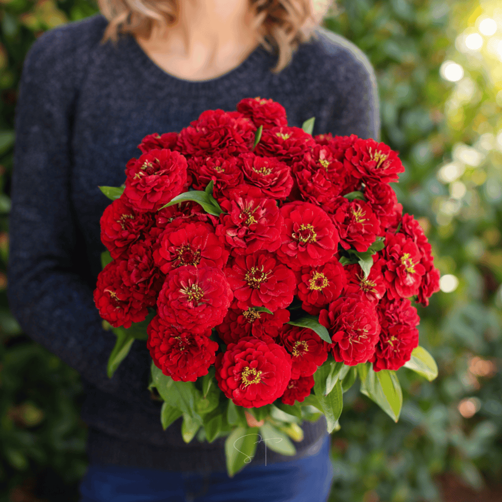 Cherry Queen Zinnia – 100 Seeds | Seeds | Wiccan Center