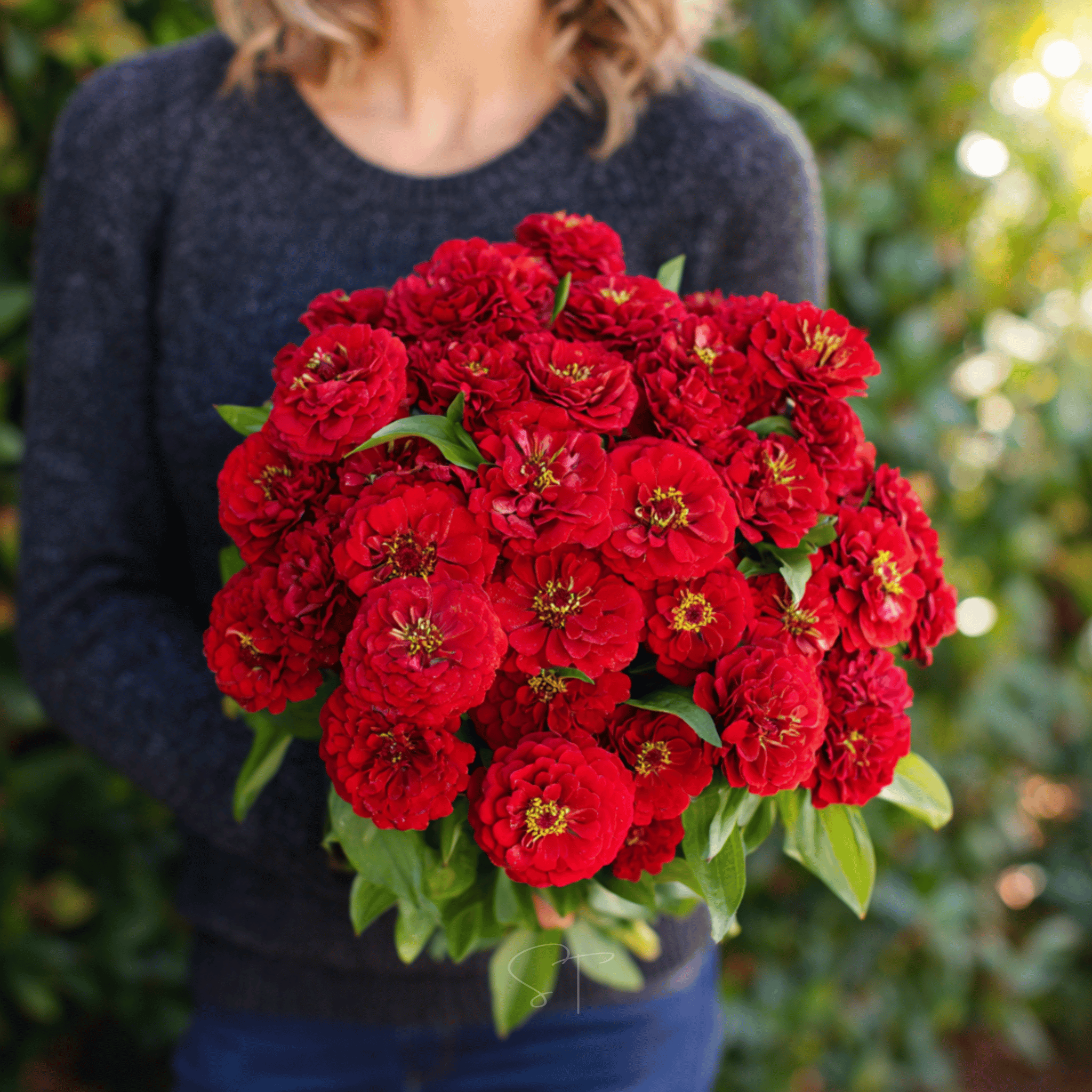 Cherry Queen Zinnia – 100 Seeds | Seeds | Wiccan Center