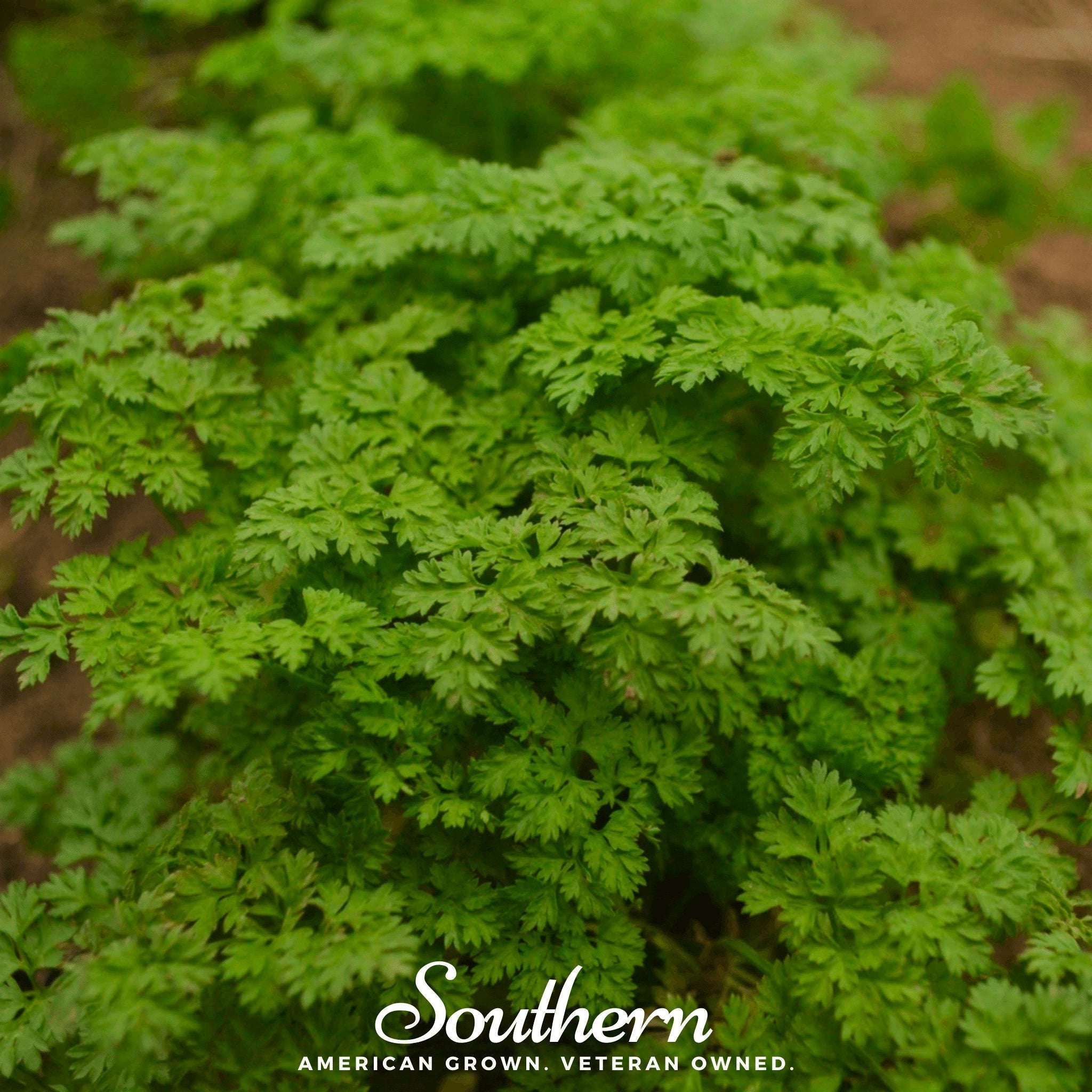 Curled Chervil – 200 Seeds | | Wiccan Center