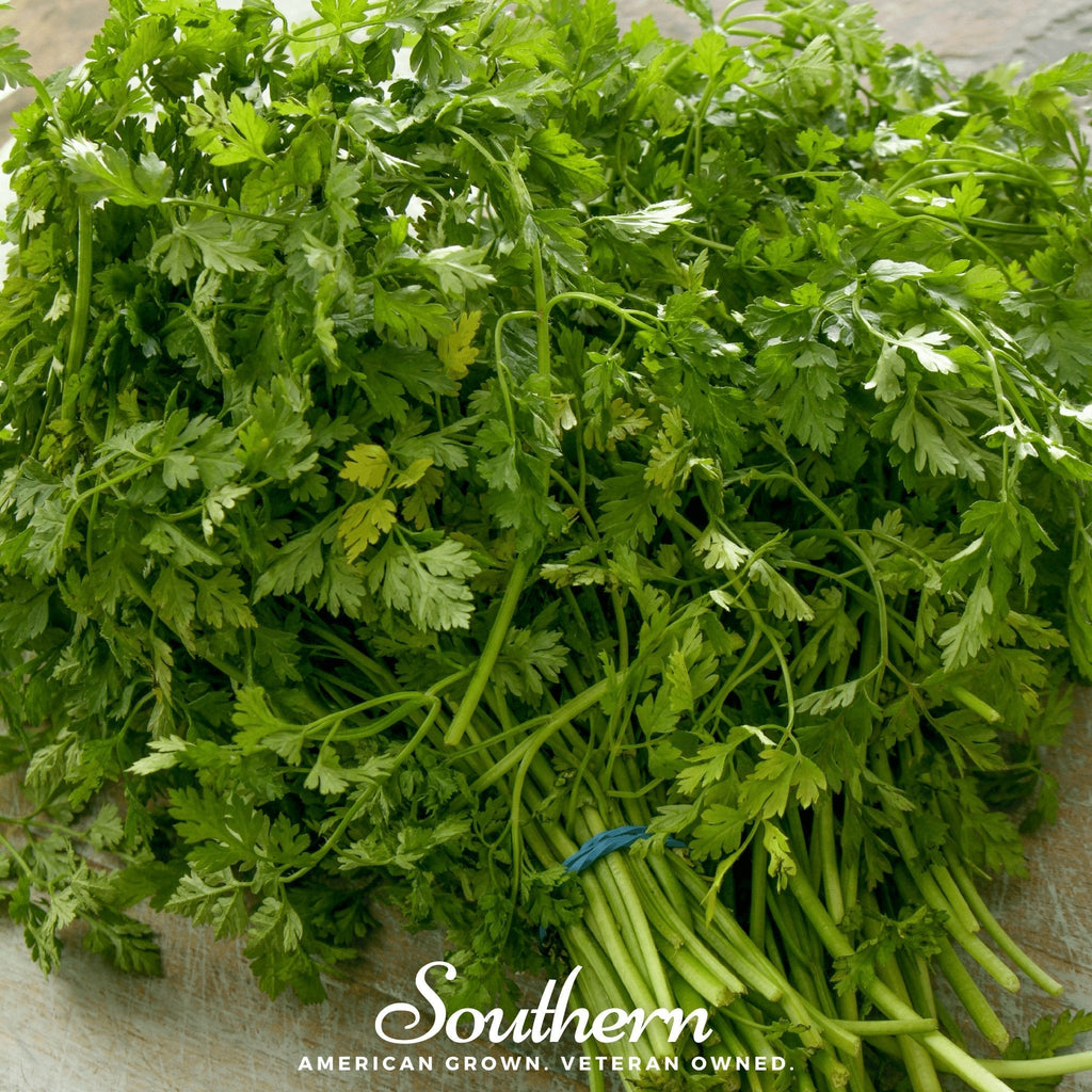 Curled Chervil – 200 Seeds | | Wiccan Center