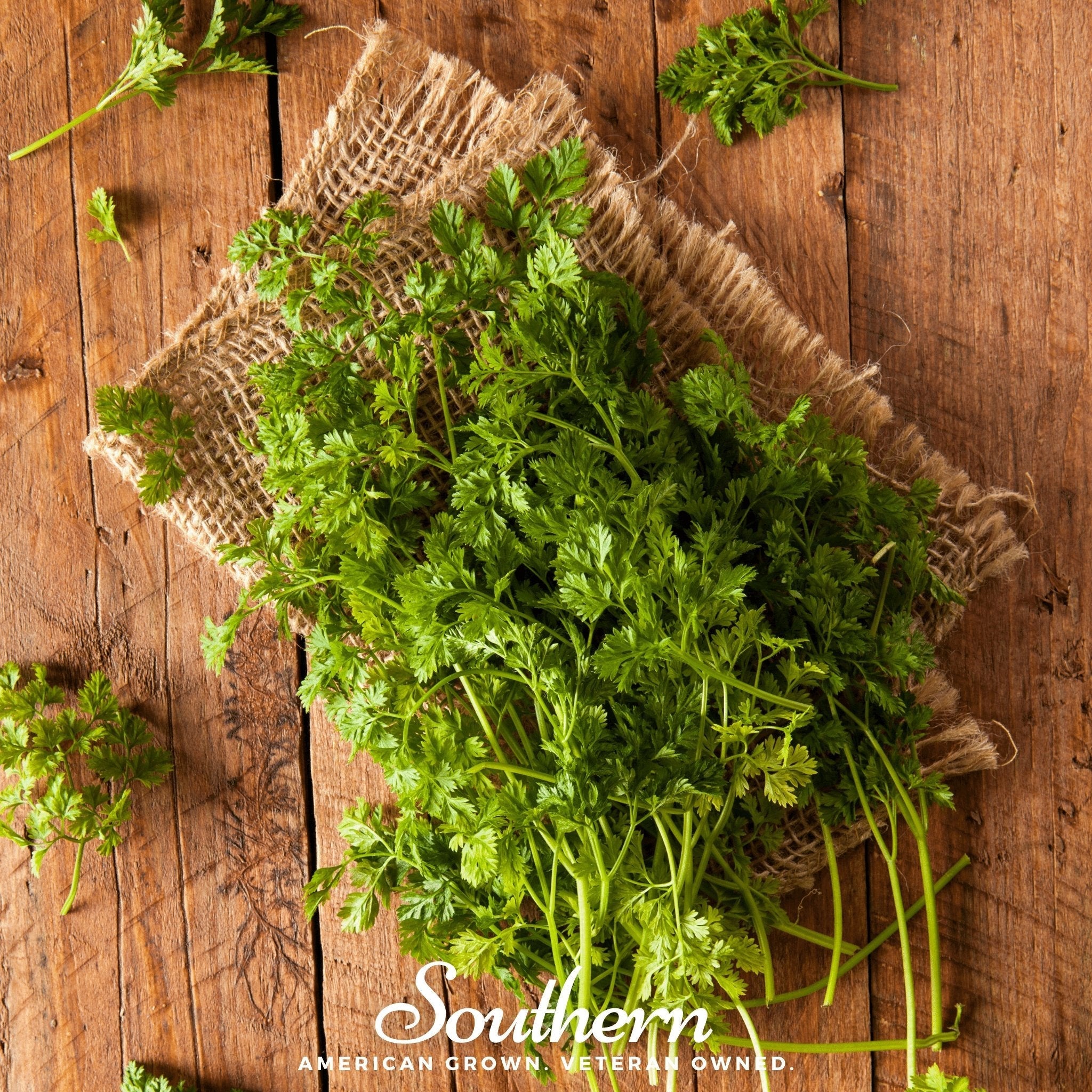 Curled Chervil – 200 Seeds | | Wiccan Center